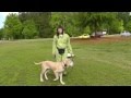 Dog Training: Distraction Training Great Dane Puppy at Parks, Recall, Heel, Sit, Stay Dog Training: Distraction Training Great Dane Puppy at Parks, Recall, Heel, Sit, Stay