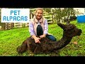 PET ALPACAS: Pros and Cons