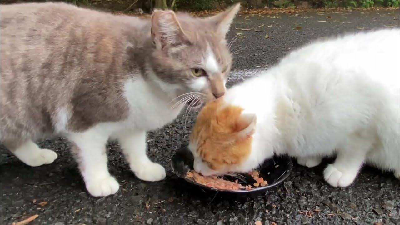 【BGM付き】食後のミルクで水分補給する野良猫達 Stray cats rehydrating with milk after a meal