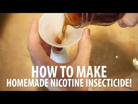 Homemade Insect Spray: How To Make Nicotine Insecticide!