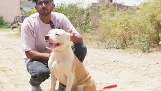 शक्ल से Pitbull अक्ल से Labrador नाम है Amstaff 😱 by Kartik Mahotra 11,578 views 10 months ago 7 minutes, 7 seconds