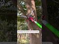 High Reach Telescopic Tree Pruner Tree Pole Pruner Shorts High Reach Telescopic Tree Pruner Tree Pole Pruner Shorts