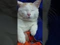 Our Moody Boy Samina S Daily Routine рџЊ Our Moody Boy Samina S Daily Routine рџЊ