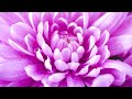 Enhance Positive Energy | 432Hz Healing Frequency | Mindfulness Meditation For Inner Peace | Detox