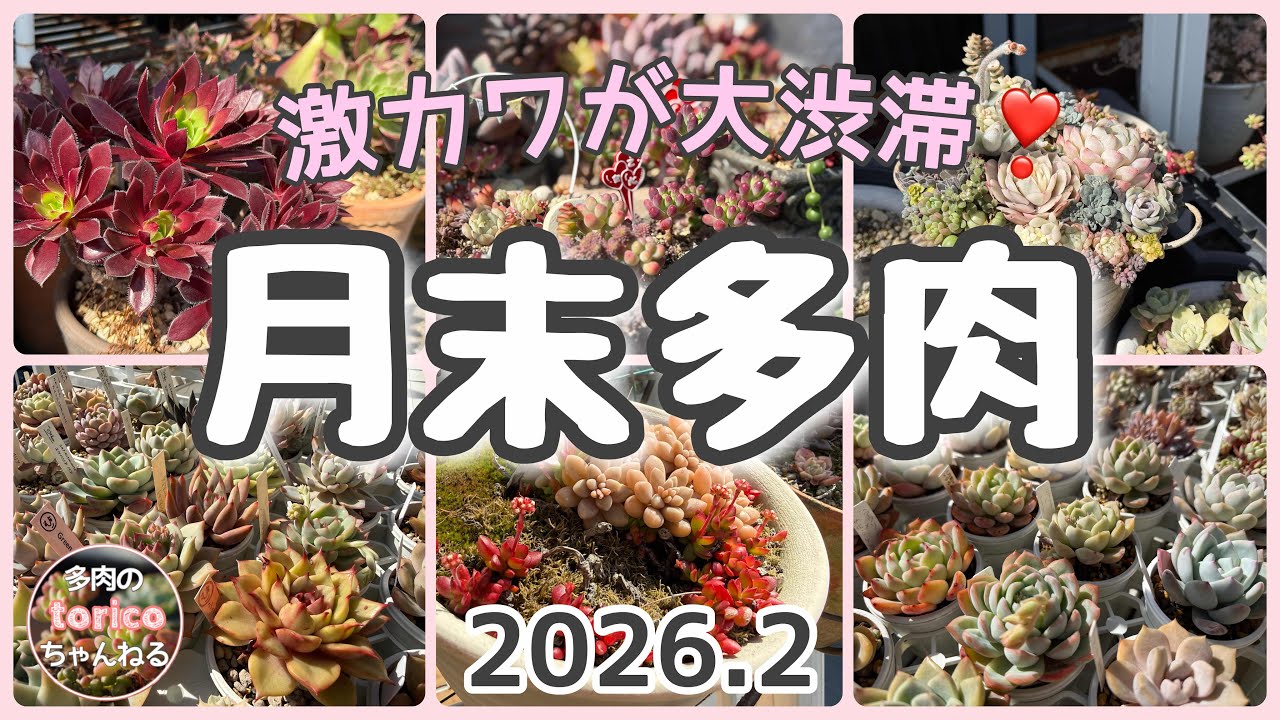 激カワが大渋滞❣️😍【月末多肉】2026.2