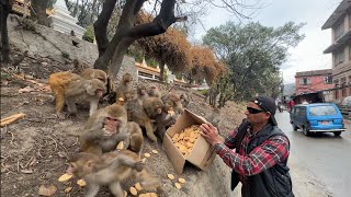 Hungry monkeys are happy to get food in rain || feeding hungry dogs too