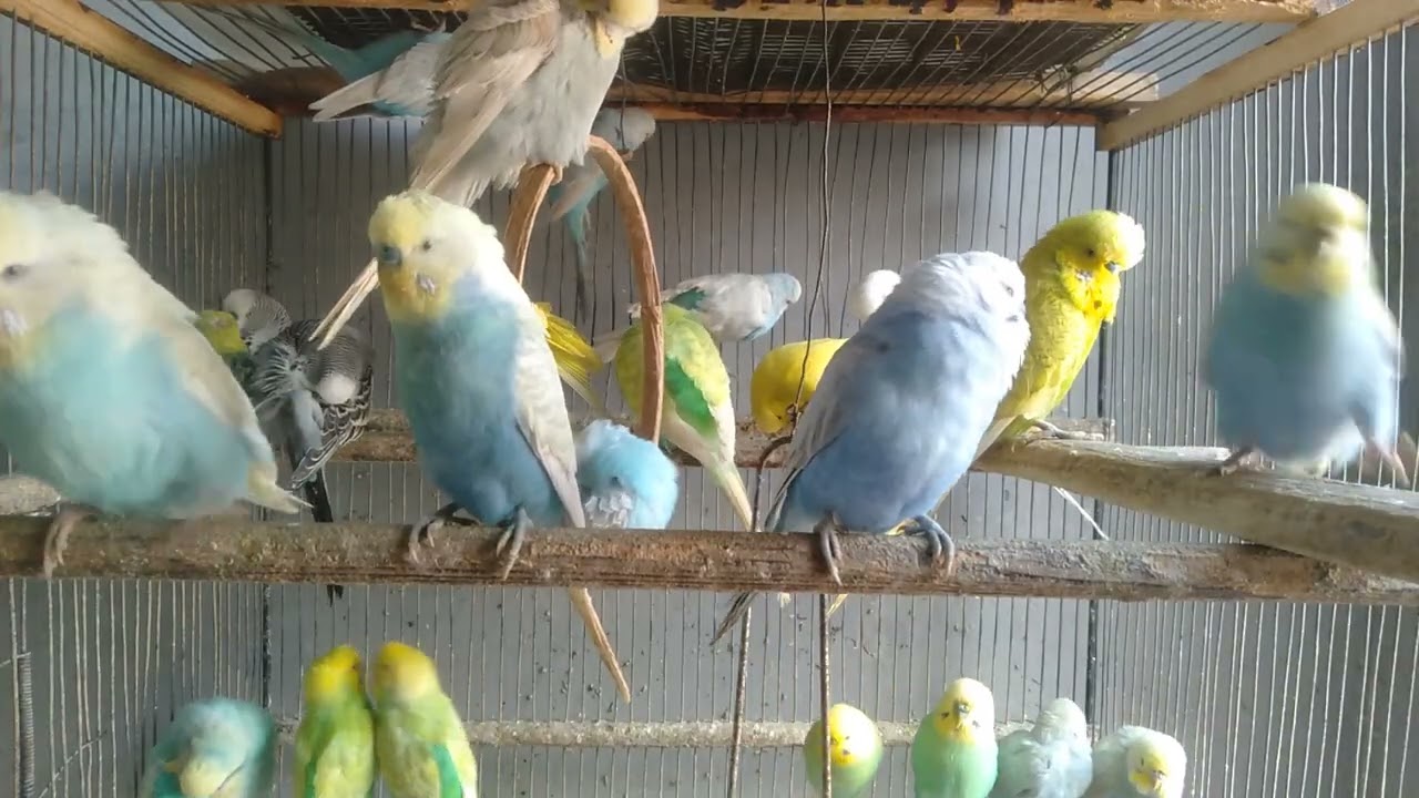 Kleine Veränderungen im Käfig – große Wirkung für Wellensittiche