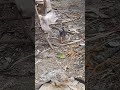 pintinhos caipiras
