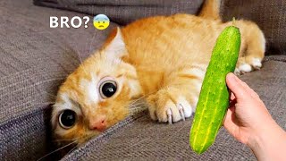 New Funny Animals 2023 😂 Funniest Cats and Dogs Videos 😹🐶 Part 1 by So cute animals 550 views 6 months ago 20 minutes