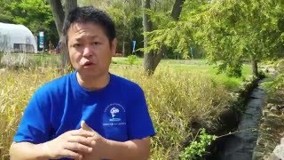 Why Use A Japanese Koi Dealer - by Taro Kodama