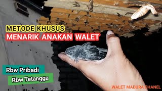 Metode Menarik Anakan Walet dari  Luar Rbw Untuk Perkembangan Walet