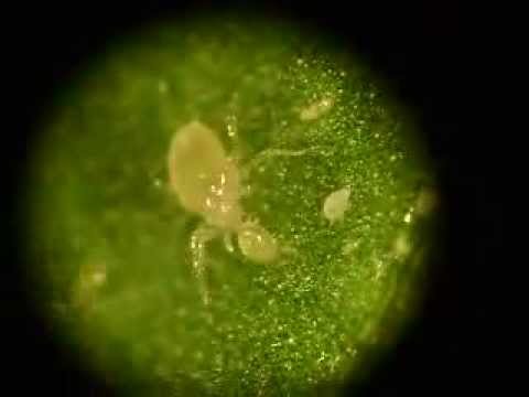Amblyseius herbicolus feeding on Broad mite - YouTube