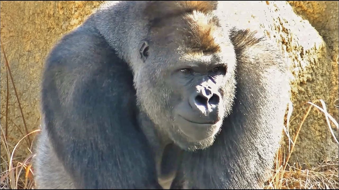 大激怒 ゴリラのケンカ Part1 オスが激怒する様子 東山動物園 お父さんは怖い存在のようです Youtube