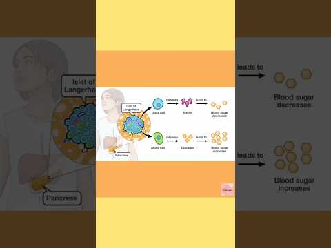 INSULIN AND GLUCAGON