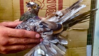 Узбекские голуби Pigeons الحمام Tauben  merpati کبوتر 鴿子 ハトkaʙūtar güvercinler porumbei 04/06/24