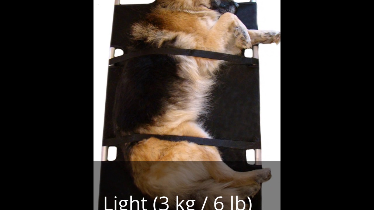 Veterinary Pet Transport Stretcher for Large Dogs Woff Woff YouTube