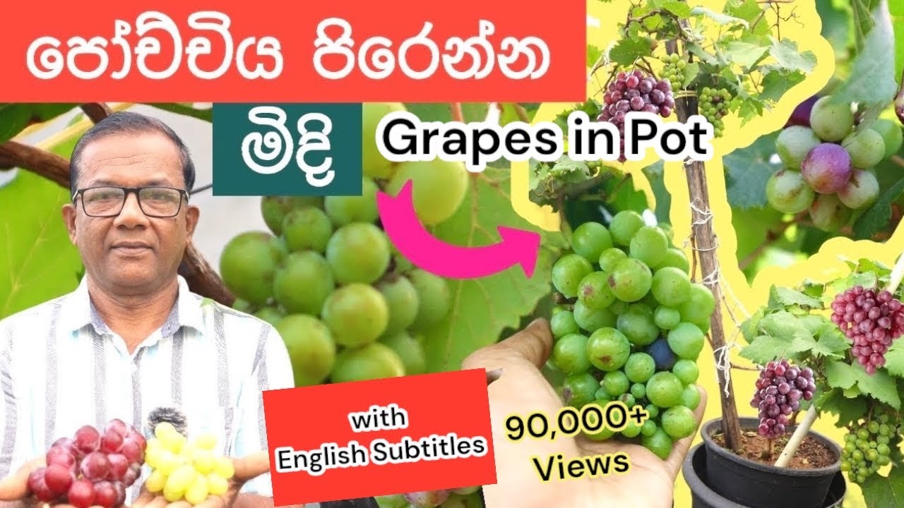 මිදි වවමුද?පොඩි ඉඩක වැල පිරෙන්න මිදිHow to grow grapes in pot|CeylonAgriEpi433-withEnglish Subtitle