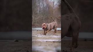 pitbull dog most dangerous dogs @AILagends