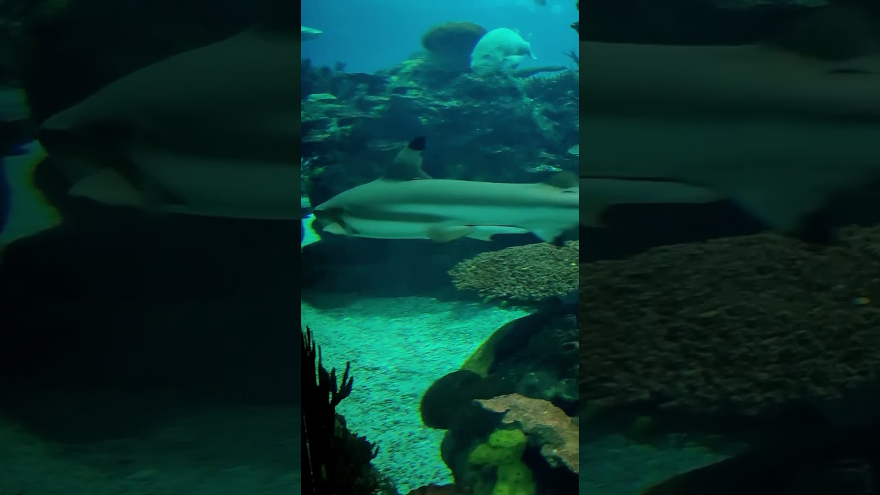 Lisbon Oceanarium Shark Tank - Portugal 