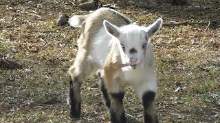 Two weeks old and look at her go! Baby goat playing