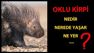 Oklu Kirpi Nedir? by Alican Akhan 116 views 1 month ago 3 minutes, 9 seconds