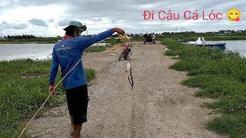 Bắt con vịt làm mồi câu cá lóc (lập nghiệp đồng tháp)