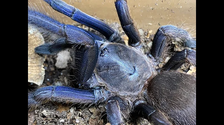 Spider unboxing from Steven Millward