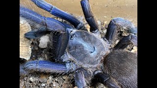 Spider unboxing from Steven Millward