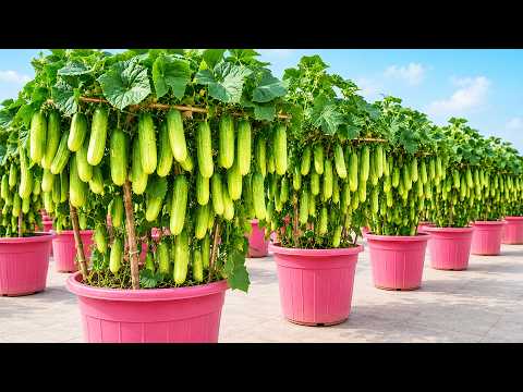 3 Nutritious Crops to Grow: Cucumbers, Bitter Melon & Strawberries