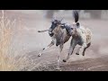 Wildebeest mother angrily kicked to death Hyena to rescue her child | Wild Animal Attacks