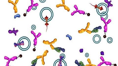Using Immunoprecipitation to Isolate a Protein (Life Sciences Outreach, Harvard University)