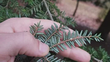 Is the hemlock tree poisonous?