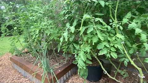 Vertical Tomato String Trellis | Garden Update