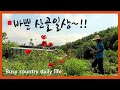 [Sub]  당근솎고 루꼴라 수확 / 여름상추 파종 / 유기농텃밭 / Organic gardening with flowers