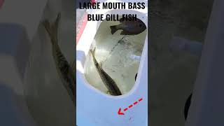 Huge Bass Caught at Lake