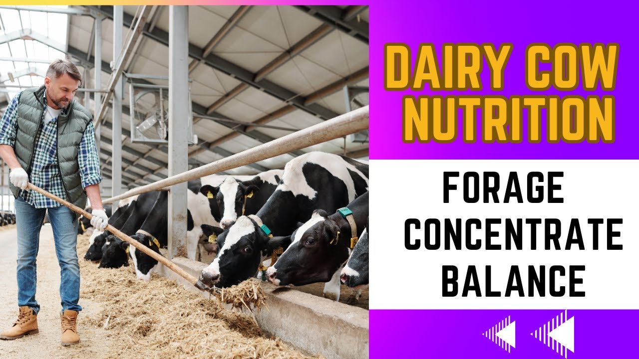 Dairy Cow Feed Formulation Forage To Concentrate Ratio YouTube