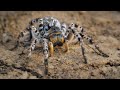 Big european wolf spider  south russian tarantula lycosa singoriensis