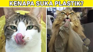 Kucing Suka Menjilat dan Memakan Plastik? Inilah Alasannya... 🙀🙀 by Kucing Meong 380 views 10 months ago 5 minutes, 53 seconds