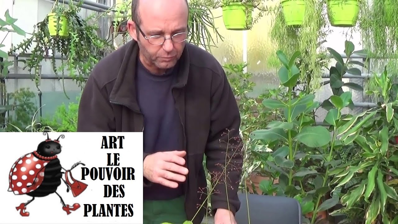 Tuto jardinage: talinums paniculatum: Comment récolter des graines: Plantes vivaces