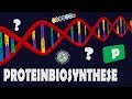 Proteinbiosynthese - komplett & einfach erklärt!