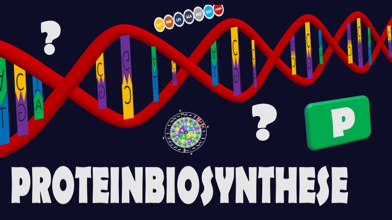 Proteinbiosynthese -  Prokaryoten und Eukaryoten im Vergleich