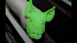 Pig Face Recognition - Bachelor Thesis 2021