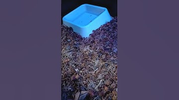 Burmese python handling tips and tricks.💯‼️🔥 nibbles