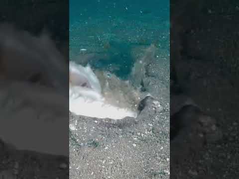 Fener Balığı Ve Avlanması