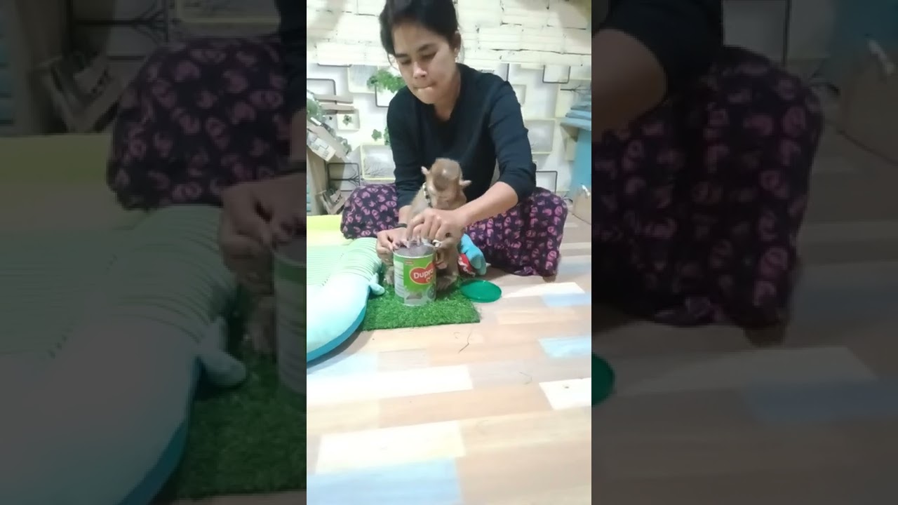 Smart MOnkey Sit Help Open The MIlk Bottle MOMMY