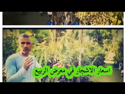 فيديو: قد يرتفع سعر شتلات الفاكهة والتوت