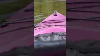 Kayaking 2021 The Blue Herrion Followed Us 2