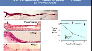 10/09/12 Function of MMPs in Immunity