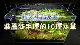 【懶人生態水草】袁叔推薦適合新手的10款入門水草~一起打造綠意盎然的生態水草缸