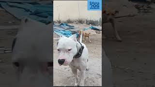 TRABAJANDO EL CONTROL CON UN DOGO ARGENTINO dogtraining pitbull dogoargentino